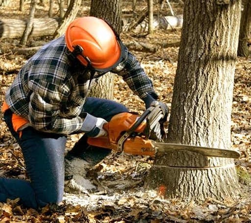 Tree Removal in Emmaus, PA